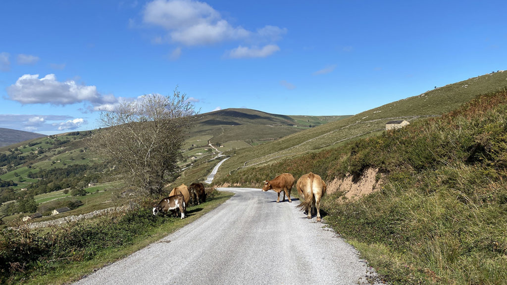 Vacas frisonas en qué ver en Luena