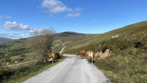 Vacas frisonas en qué ver en Luena