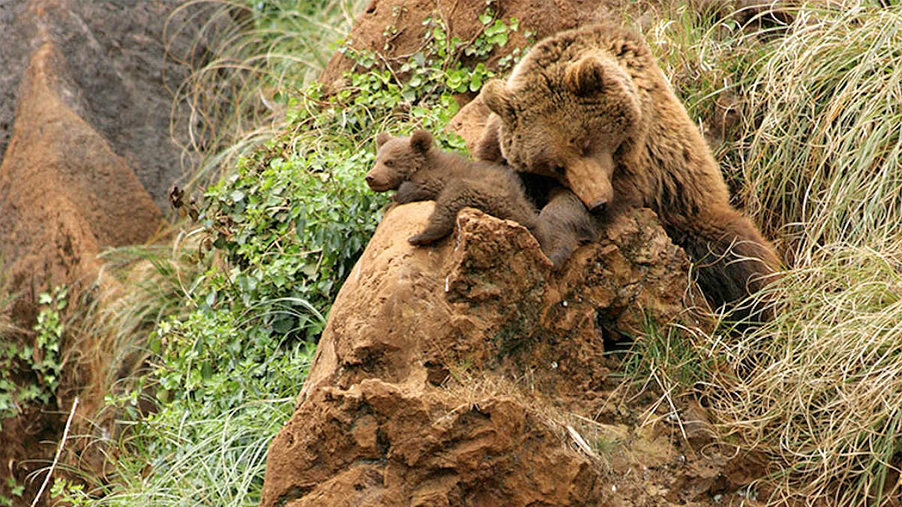 Comprar entrada Parque Naturaleza Cabárceno